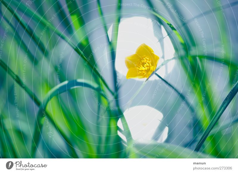 Spotbelichtung Natur Frühling Sommer Blume Gras Blatt Blüte Hahnenfuß Blühend Farbfoto Außenaufnahme Menschenleer Kontrast Lichterscheinung Sonnenlicht