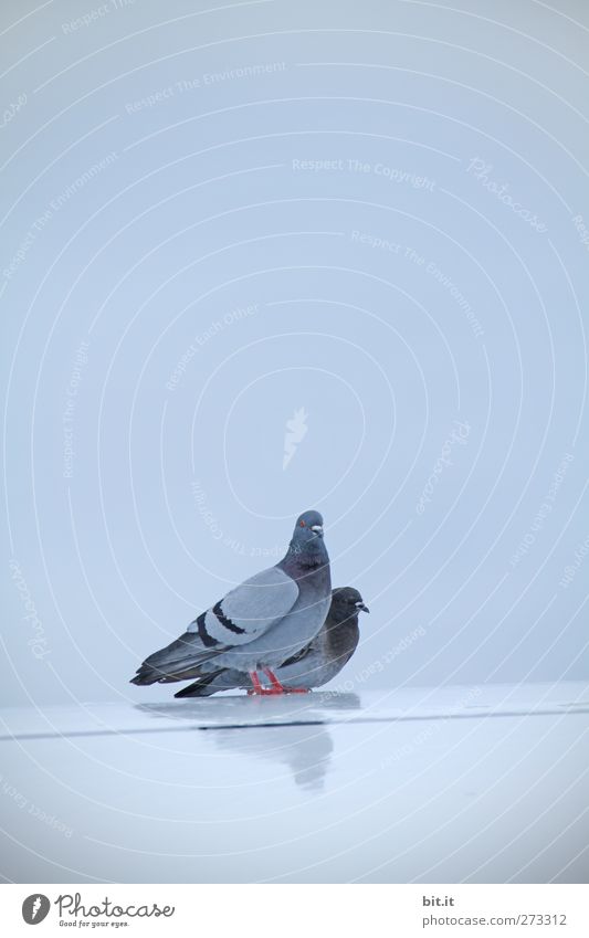 Der Traum vom Fliegen - UT S/HD 2012 Umwelt Luft Himmel Klima Tier Vogel Taube Flügel Tierpaar hocken schlafen sitzen stehen glänzend Sauberkeit blau