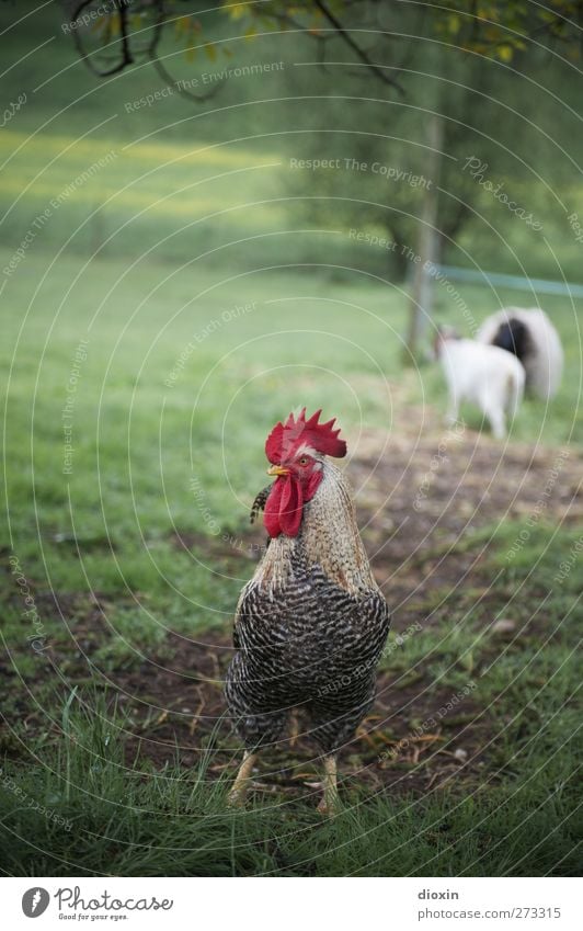 Alpha-Vogel Landwirtschaft Forstwirtschaft Umwelt Natur Gras Wiese Tier Haustier Nutztier Flügel Hahn Hahnenkamm 1 Blick natürlich Stolz artgerecht freilaufend