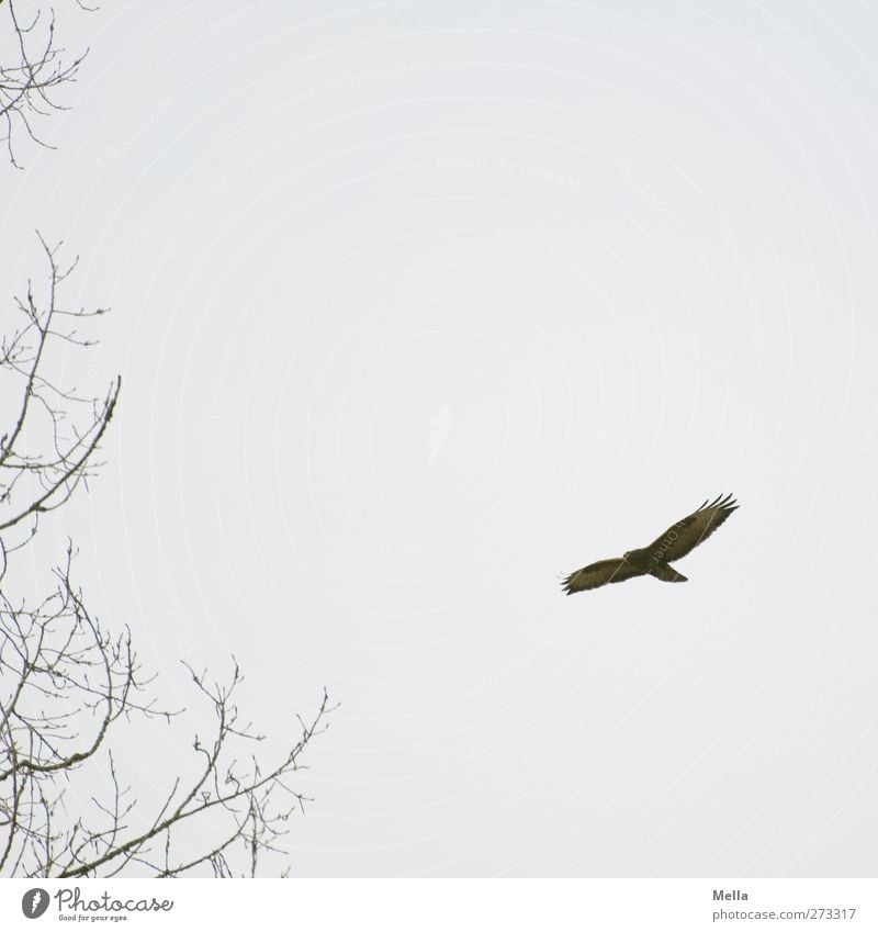 900 - Vogelbild, was sonst Umwelt Natur Tier Pflanze Baum Ast Wildtier Bussard Mäusebussard 1 fliegen frei natürlich grau Freiheit Farbfoto Außenaufnahme