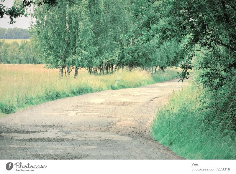 Rechtslage Natur Pflanze Frühling Baum Gras Sträucher Blatt Birke Allee Wiese Feld Straße grau grün Schlagloch Farbfoto Gedeckte Farben Außenaufnahme