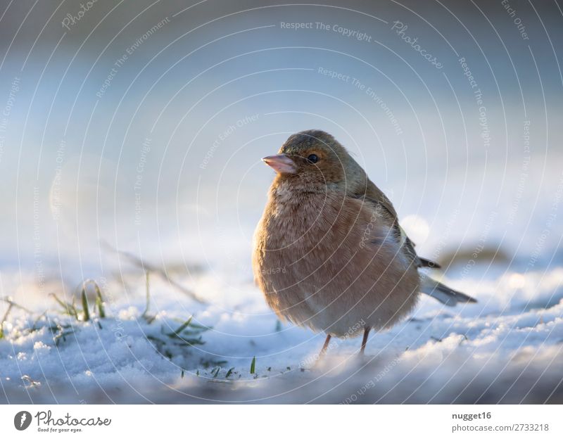 Buchfink im Schnee Umwelt Natur Tier Sonnenlicht Winter Klima Klimawandel Wetter Schönes Wetter Eis Frost Schneefall Gras Garten Park Wiese Feld Wald Wildtier