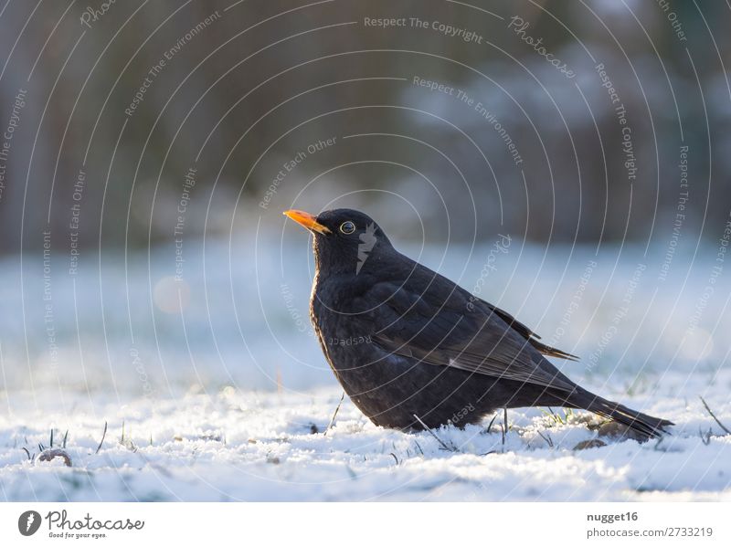 Amsel im Schnee Umwelt Natur Tier Sonnenlicht Winter Klima Klimawandel Schönes Wetter Eis Frost Schneefall Gras Garten Park Wiese Feld Wald Wildtier Vogel