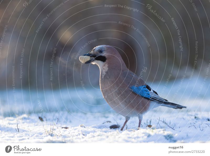 Eichelhäher mit Erdnuss Umwelt Natur Tier Sonnenlicht Winter Klima Klimawandel Wetter Schönes Wetter Eis Frost Schnee Schneefall Gras Garten Park Wiese Feld