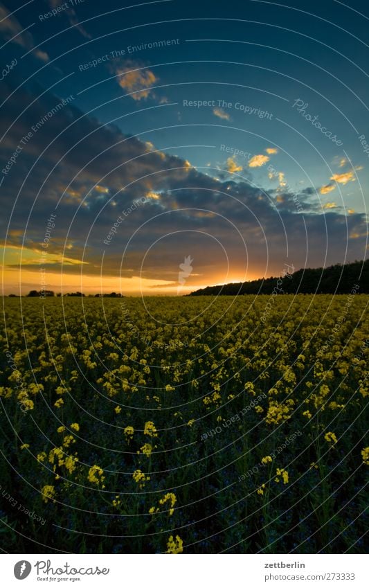 Middelhagen Ferne Sommer Sonne Landwirtschaft Forstwirtschaft Umwelt Natur Landschaft Pflanze Himmel Wolken Sonnenaufgang Sonnenuntergang Klima Klimawandel