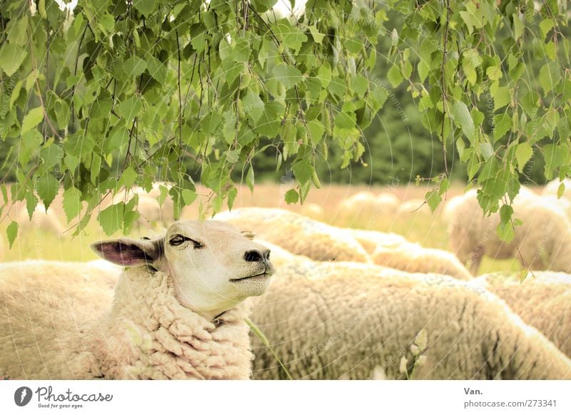 Chef Natur Tier Pflanze Baum Blatt Birke Wiese Nutztier Tiergesicht Fell Schaf Herde gelb grün Fressen Wolle Farbfoto mehrfarbig Außenaufnahme Detailaufnahme