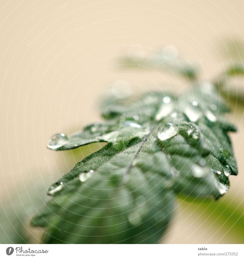 Tropfenmakro... Tomatenpflanze Umwelt Natur Pflanze Urelemente Wasser Wassertropfen Frühling Sommer Blatt Grünpflanze Nutzpflanze glänzend hängen leuchten