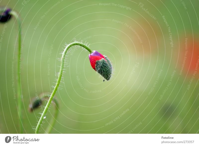 Für Susanne Städter Umwelt Natur Pflanze Sommer Blume Garten Park hell natürlich Wärme grün rot Mohn Mohnblüte Mohnblatt Blütenknospen Farbfoto mehrfarbig