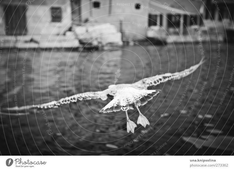 meins meins meins Wasser Wellen Meer Stadt Hafen Tier Wildtier Vogel Flügel Möwe Feder 1 fliegen Außenaufnahme Menschenleer Tag Schwache Tiefenschärfe