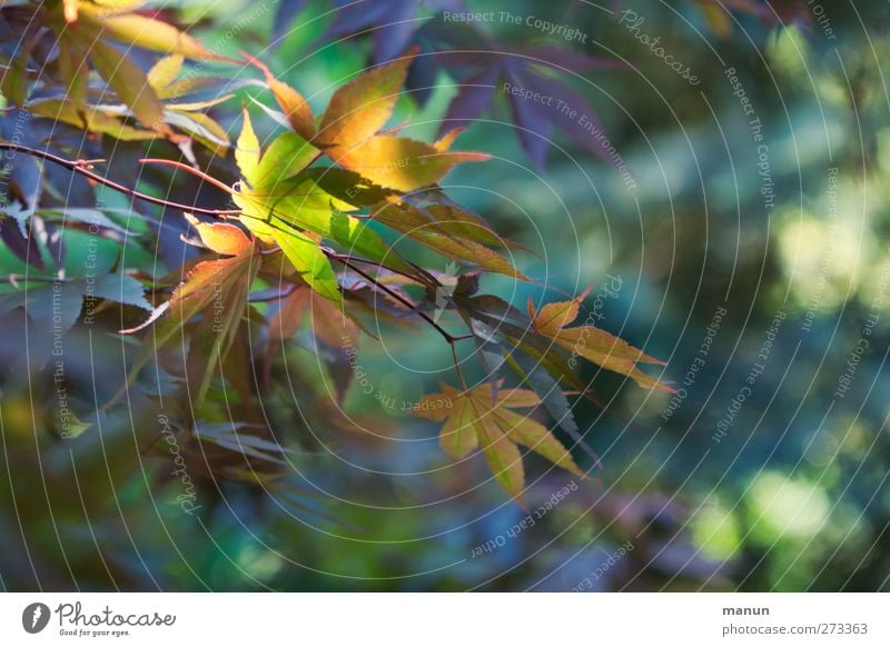 Gartenbeleuchtung Natur Frühling Sommer Pflanze Baum Blatt Ahorn Ahornblatt Ahornzweig natürlich Farbfoto Außenaufnahme Menschenleer Licht Schatten Kontrast