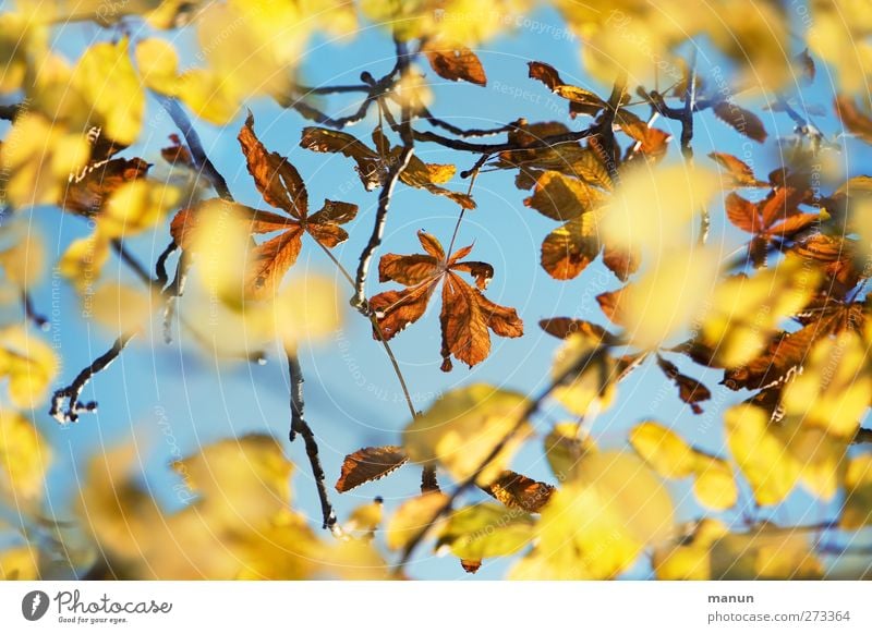 Durchblick Natur Himmel Herbst Baum Blatt herbstlich Herbstfärbung Herbstwetter Kastanienblatt natürlich Farbfoto Außenaufnahme Menschenleer Kontrast