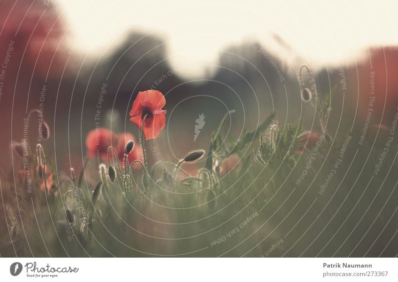 Mohn Umwelt Natur Landschaft Pflanze Tier Sonne Klimawandel Schönes Wetter Gras Blüte Wildpflanze Mohnfeld außergewöhnlich elegant Freundlichkeit glänzend nah