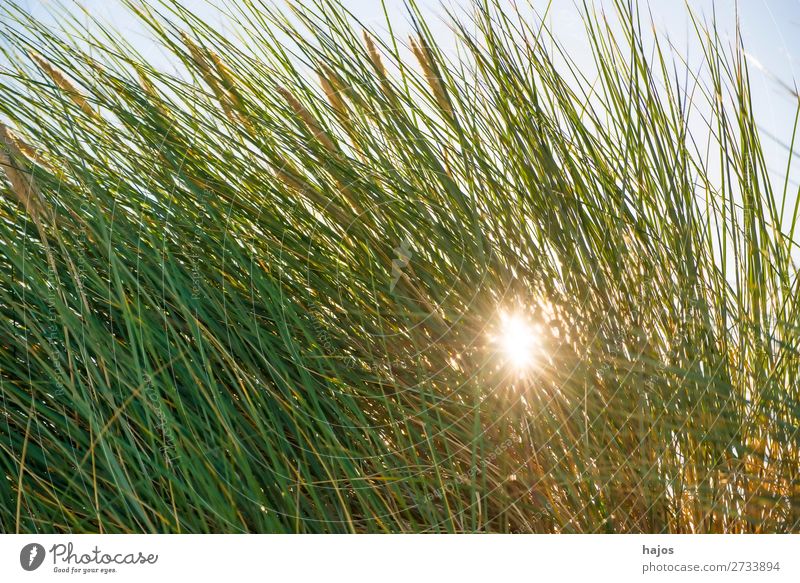 Strandhafer an der Ostsee im Gegenlicht Sommer Pflanze Sand Gras Sträucher hell grün blau Himmel Polen Flora Strahlen Sonne Urlaub Tourismus Farbfoto