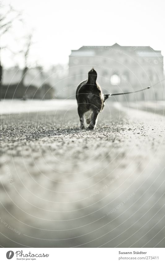 gute Reise. bester Freund. Tier Haustier Hund Fährte 1 laufen alt authentisch Ferne Einsamkeit Wege & Pfade gehen Hundeleine Spaziergang Park klein Abschied