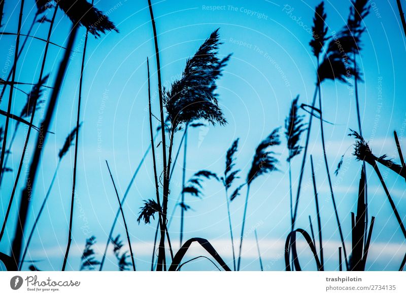 Winter am See Umwelt Natur Landschaft Pflanze Luft Himmel Eis Frost Gras Sträucher Farn Blatt blau Schwarzweißfoto Außenaufnahme Menschenleer Dämmerung