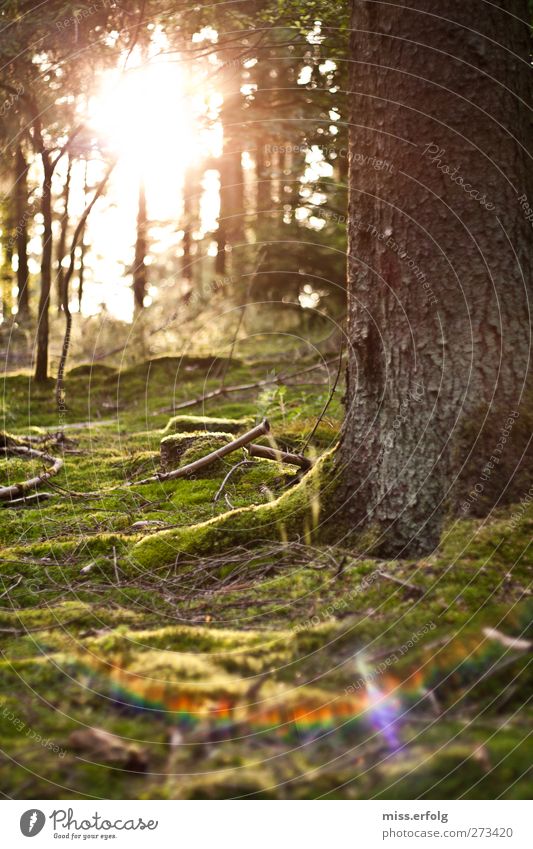 geWALDig Umwelt Natur Erde Sonne Sonnenlicht Baum Sträucher Moos Grünpflanze genießen hell wild braun gelb grün rosa Frühlingsgefühle Leben Abenteuer entdecken