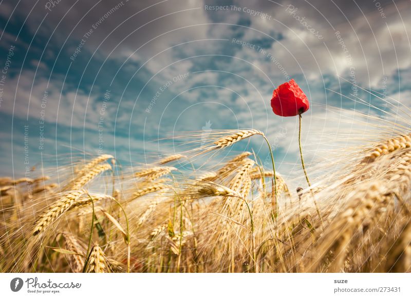 Rotkäppchen Landwirtschaft Forstwirtschaft Umwelt Natur Landschaft Pflanze Urelemente Himmel Wolken Sommer Schönes Wetter Wind Feld schön gelb rot Stimmung