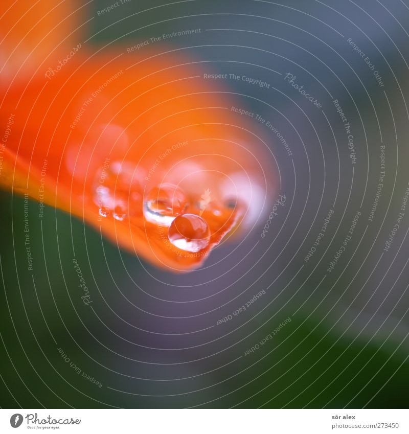 Tauperle Natur Urelemente Wassertropfen Frühling Sommer Blume Blatt Blütenblatt Blühend frisch glänzend schön klein nass natürlich rund feminin grün orange weiß