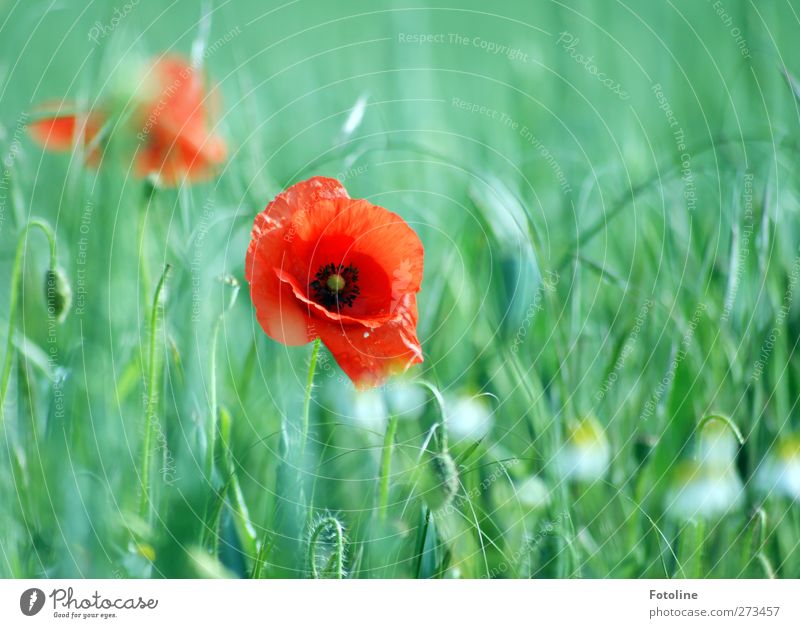 Meine Lieblingsblumen Umwelt Natur Pflanze Sommer Schönes Wetter Blume Blüte Feld natürlich grün rot Mohn Mohnblüte Korn Kornfeld Blühend Farbfoto mehrfarbig