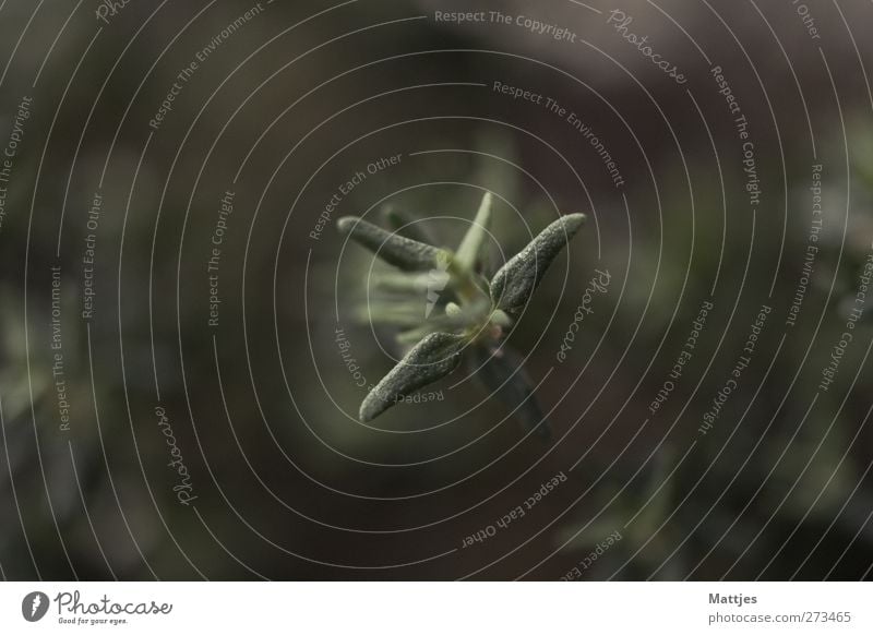 Thymian Kräuter & Gewürze Bioprodukte Vegetarische Ernährung Pflanze Nutzpflanze grün Farbfoto Gedeckte Farben Außenaufnahme Nahaufnahme Makroaufnahme Unschärfe