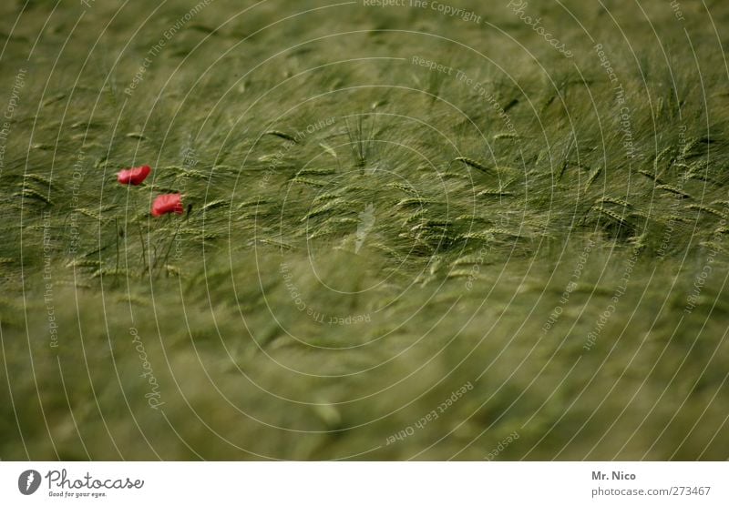 mohntag Umwelt Natur Landschaft Sommer Pflanze Blüte Nutzpflanze Feld grün rot Landwirtschaft Kornfeld Mohnblüte Wachstum Ernte Farbfleck Klatschmohn sommerlich