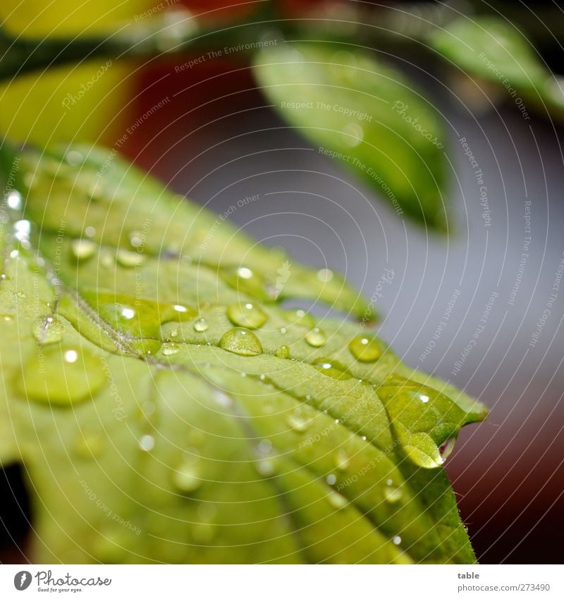 Erfrischung Pflanze Sträucher Blatt Grünpflanze Nutzpflanze Tomate Tomatenpflanze Wasser glänzend hängen leuchten Flüssigkeit hell nass Sauberkeit grün ruhig