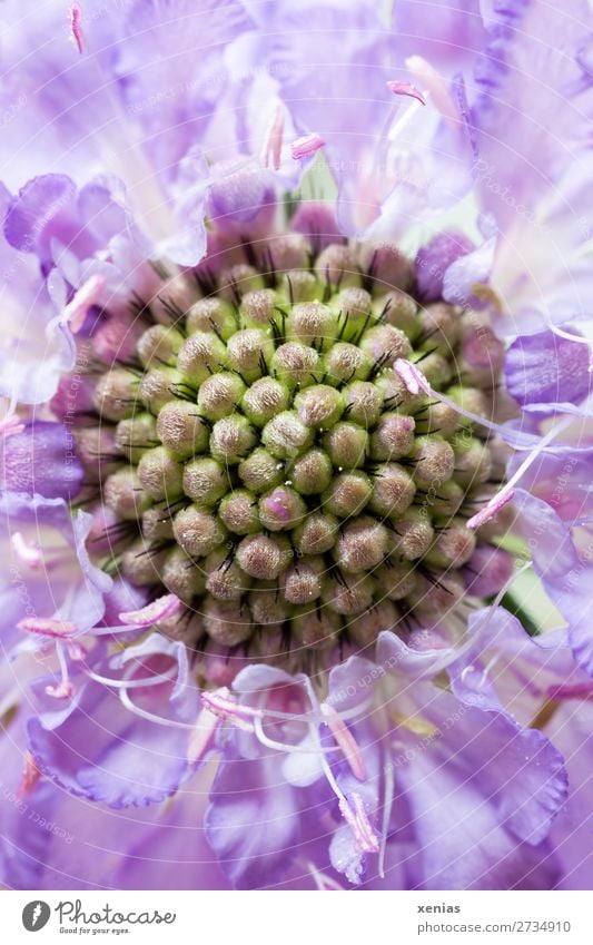 Detailaufnahme von Scabiosa Sommer Blume Blüte Kardengewächs Geißblatt grün violett Farbfoto Studioaufnahme Nahaufnahme Makroaufnahme Schwache Tiefenschärfe