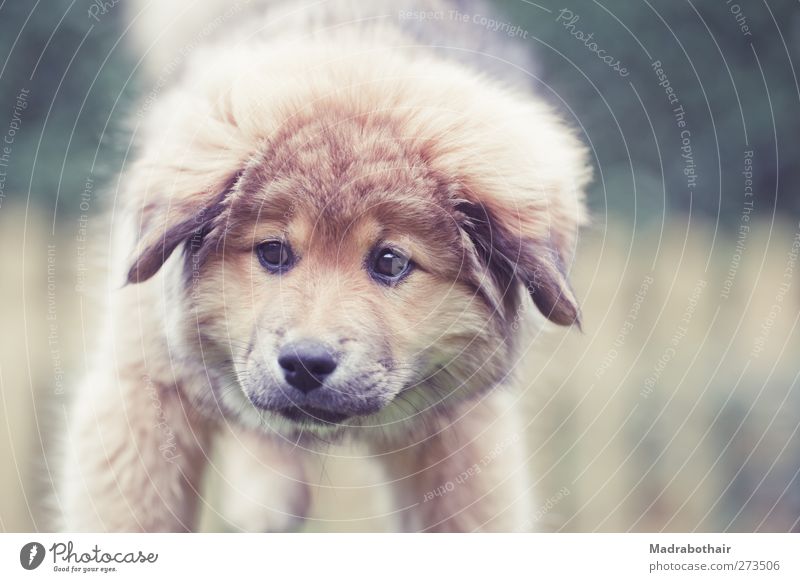 Elo Welpe Haustier Hund Tiergesicht 1 Tierjunges stehen kuschlig klein niedlich retro Garten Zaun Blick Auge Farbfoto Gedeckte Farben Außenaufnahme Menschenleer