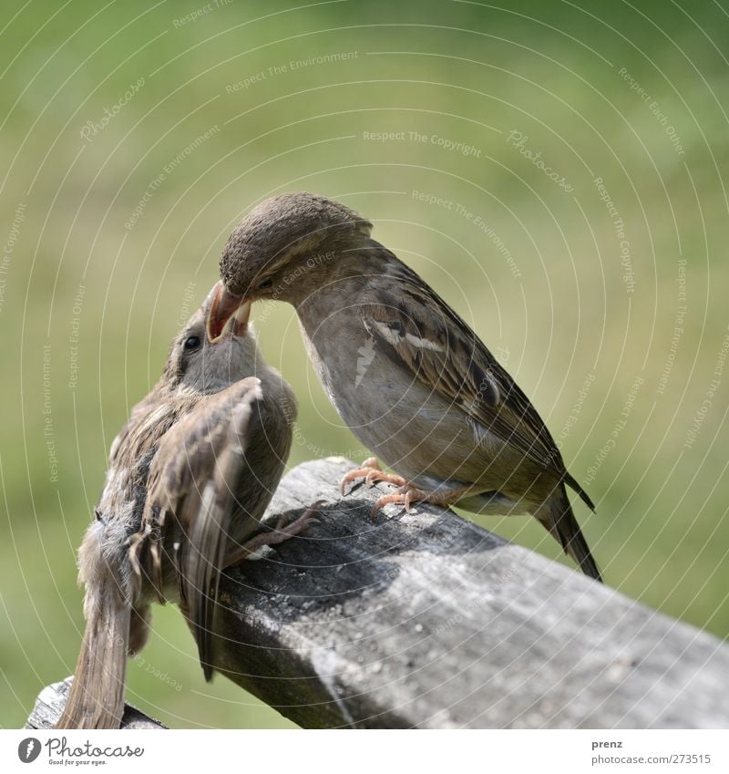 Fütter Mich Umwelt Natur Tier Wildtier Vogel 2 Fressen sitzen Zusammensein grau grün Spatz füttern Küken Schnabel Holz Farbfoto Außenaufnahme Nahaufnahme