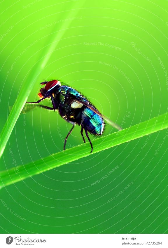 bzzz fliege Insekt Insekten Goldfliege Tier Natur Umwelt Flügel Tierwelt winzig Schädling Makro-Fotografie Leben Fliege Fliegen Schmeißfliege grün ekelig