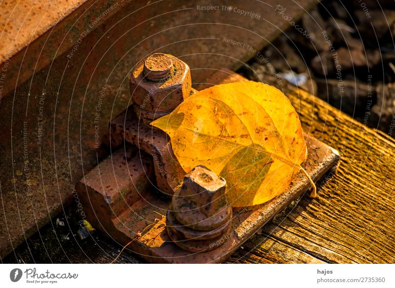 verfärbtes Lindenblatt am Gleis Natur Pflanze Wärme gelb Hintergrundbild herbstlich Bahnschiene Schwelle Schraub alt rostig Stilleben Jahreszeit Herbst ruhig