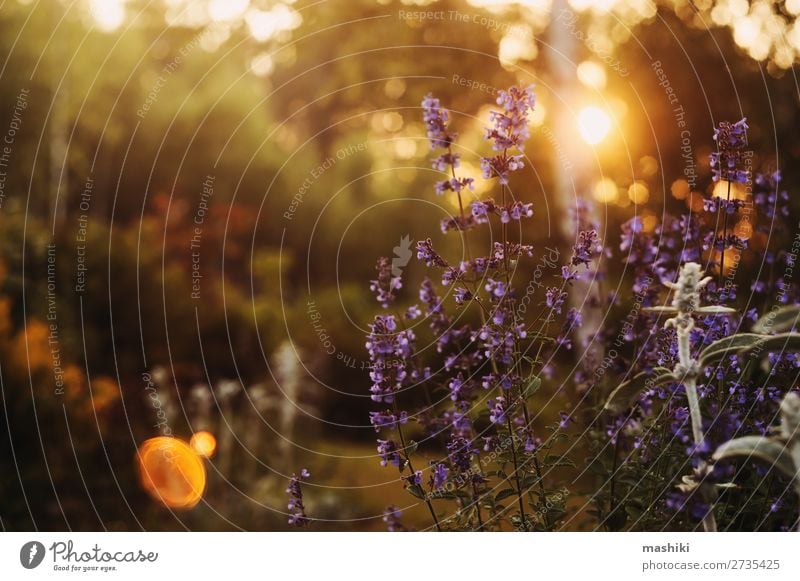 romantischer abendlicher blumiger Sommerhintergrund. exotisch schön Garten Dekoration & Verzierung Feste & Feiern Natur Pflanze Blume Blatt Blüte träumen frisch