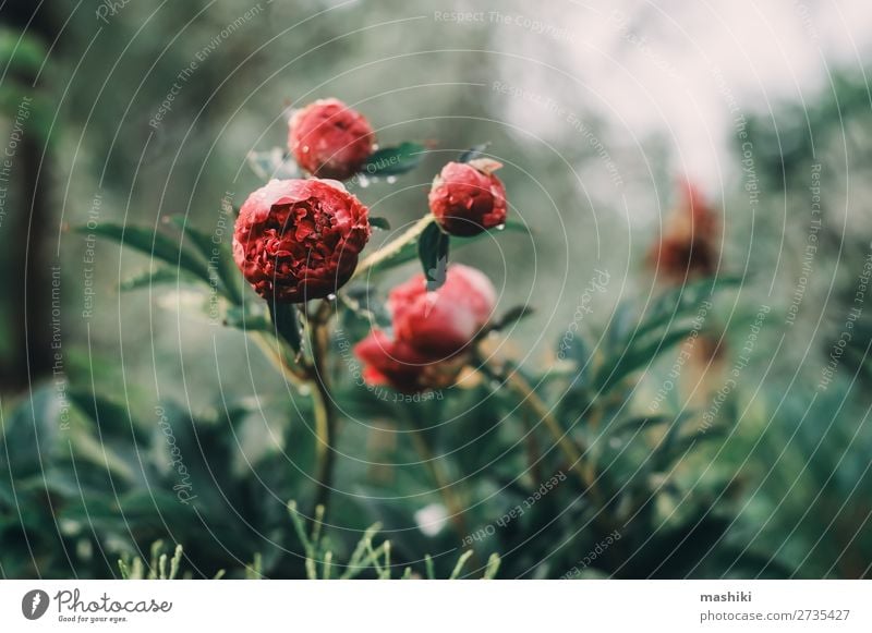 Wunderschöne Pfingstrosen, die im Garten blühen. Design Freizeit & Hobby Sommer Gartenarbeit Natur Pflanze Blume Blüte Blumenstrauß Wachstum frisch hell