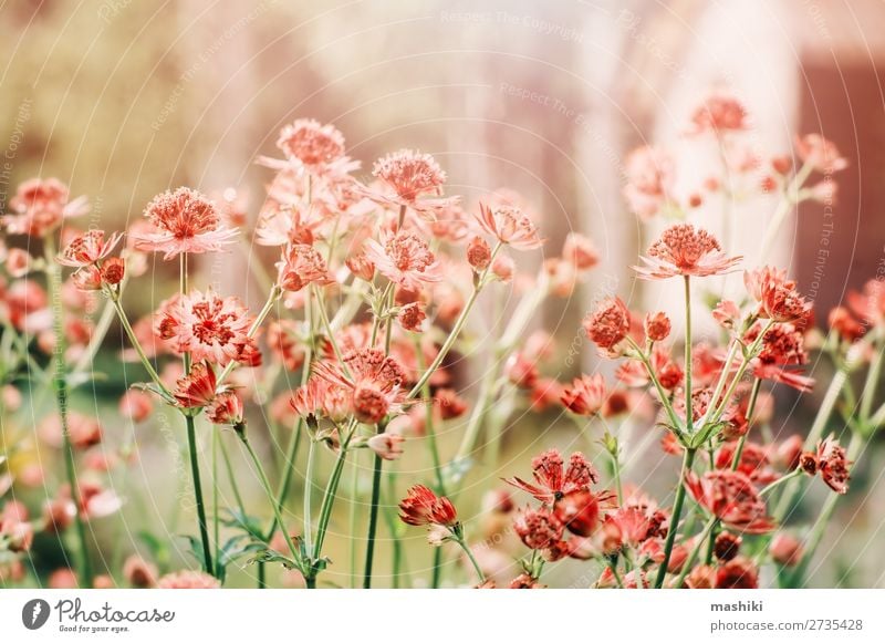 Nahaufnahme von blühendem Astrantia Major im Sommergarten. schön Garten Dekoration & Verzierung Gartenarbeit Umwelt Natur Pflanze Blume Blüte frisch natürlich