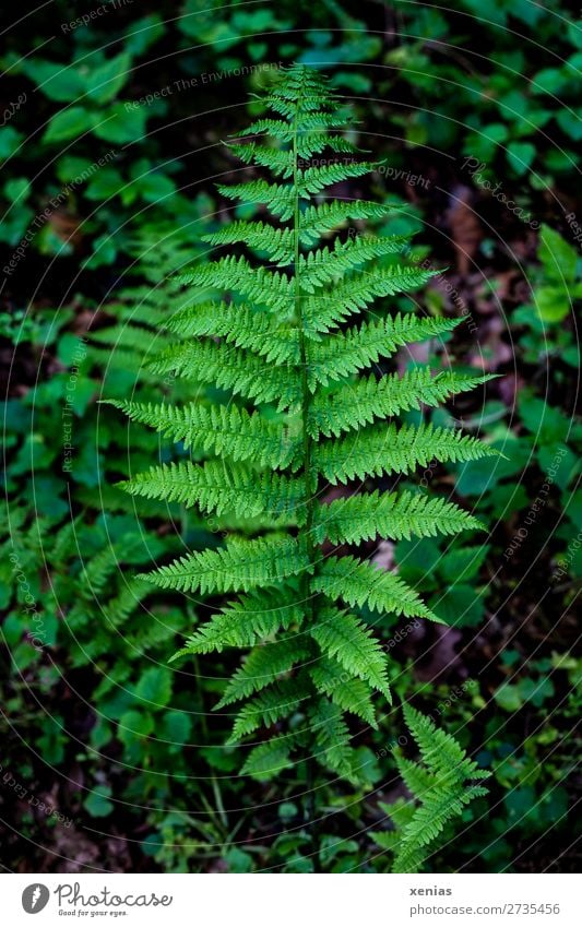 grüner Farnwedel im Wald Wurmfarn Umwelt Natur Pflanze Frühling Sommer Blatt Grünpflanze Echte Farne Farnblatt Blattgrün gefiedert Urwald Botanik Detailaufnahme