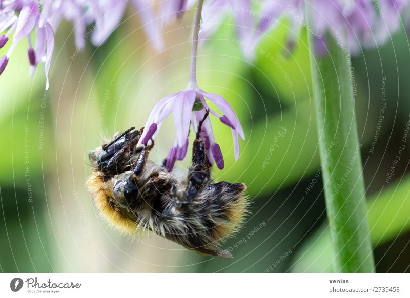 Hummel am Sternkugellauch Sommer Pflanze Blume Blüte Kugellauch Garten Park Tier Wildtier Biene Flügel Fell Insekt Wiesenhummel 1 Arbeit & Erwerbstätigkeit gelb