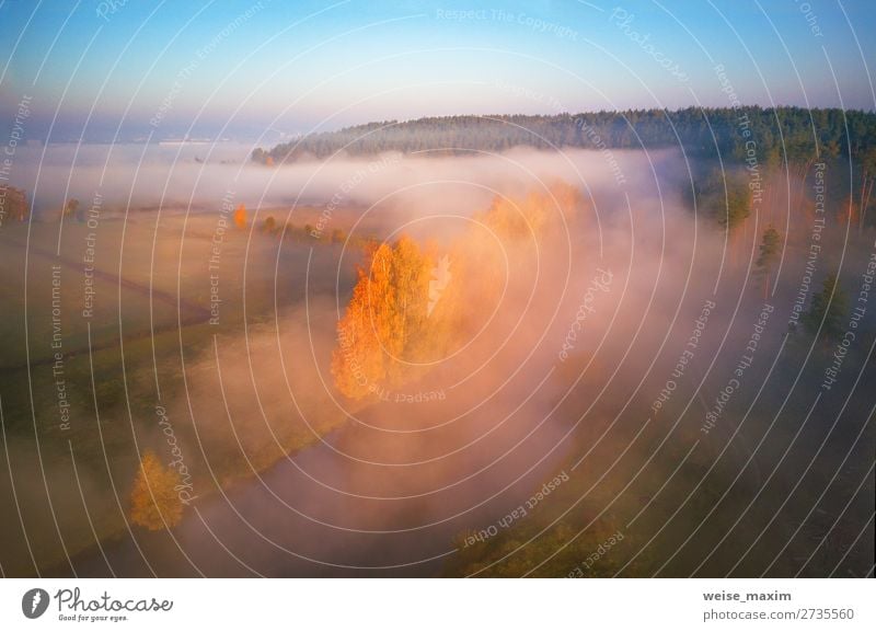 Gelbe Birken am herbstlichen, nebligen Flussufer. Bunter Herbst Ferien & Urlaub & Reisen Abenteuer Ferne Freiheit wandern Umwelt Natur Landschaft Himmel Wolken