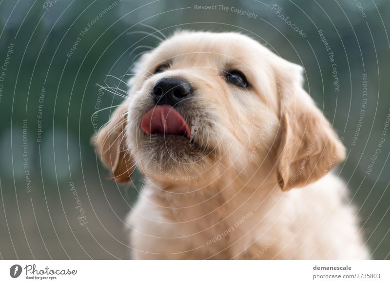 Leckermäulchen Natur Luft Sonnenlicht Frühling Tier Haustier Hund Tiergesicht Fell Golden Retriever 1 Tierjunges beobachten entdecken Fressen Blick warten