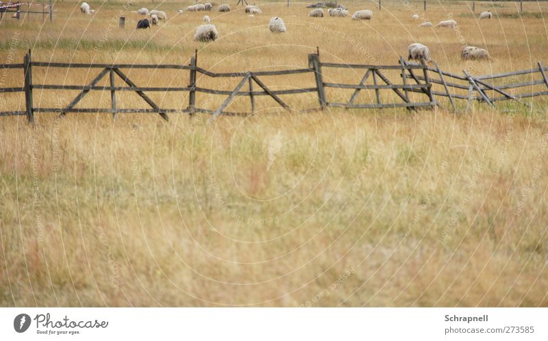 scharfe Schafe Landwirtschaft Forstwirtschaft Natur Landschaft Gras Wiese Feld Tier Nutztier Fell Tiergruppe Herde Holz füttern Zusammensein natürlich