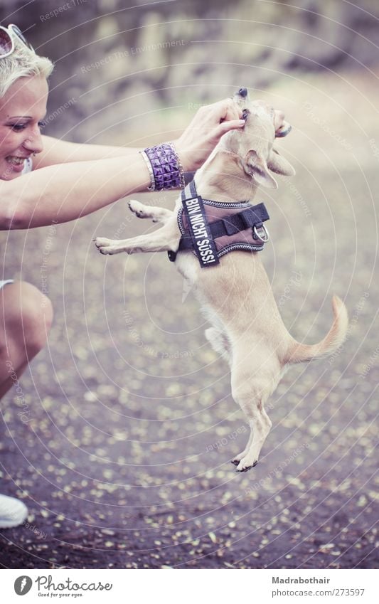 bin nicht süss Mensch feminin Junge Frau Jugendliche Erwachsene 1 Armreif Nasenring blond Haustier Hund Chihuahua Tier Sonnenbrille Brustgurt Spielen trendy