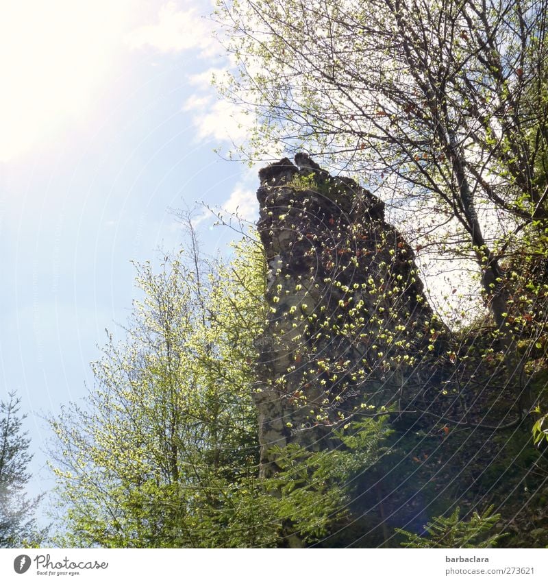 Auf der Höhe sein Natur Landschaft Himmel Sonne Schönes Wetter Baum Sträucher Felsen Berge u. Gebirge Gipfel wandern frei hell hoch wild grün Freude Kraft ruhig