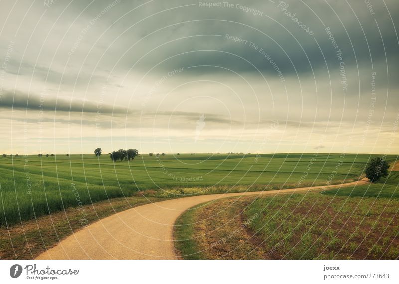 Geradeaus ist selten Natur Landschaft Himmel Wolken Horizont Sommer Schönes Wetter Nutzpflanze Feld Straße Wege & Pfade braun grau grün ruhig Idylle ländlich