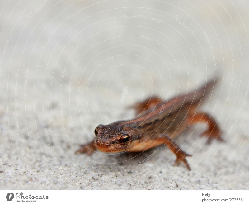 ungewöhnlicher Besucher... Natur Tier Sommer Garten Wildtier Echte Eidechsen 1 Tierjunges Stein beobachten Blick warten ästhetisch außergewöhnlich klein