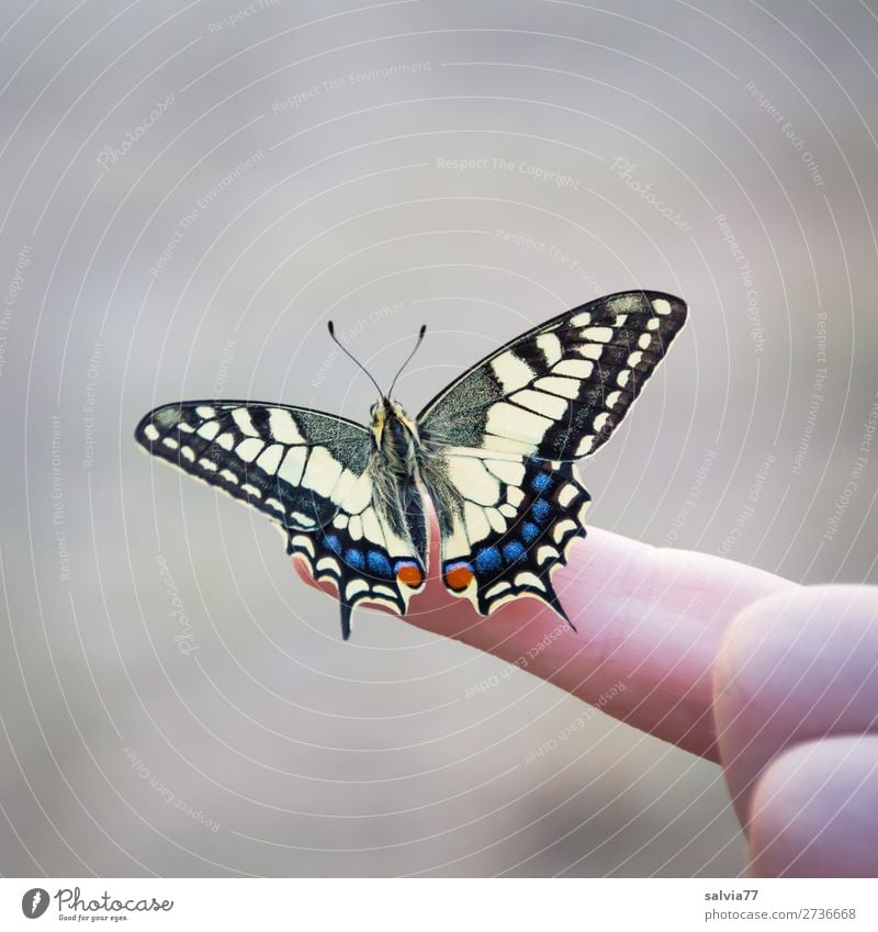 bereit zum ersten Flug Finger Umwelt Natur Tier Schmetterling Insekt Schwalbenschwanz 1 ästhetisch frei schön Tierliebe elegant Leichtigkeit Farbfoto