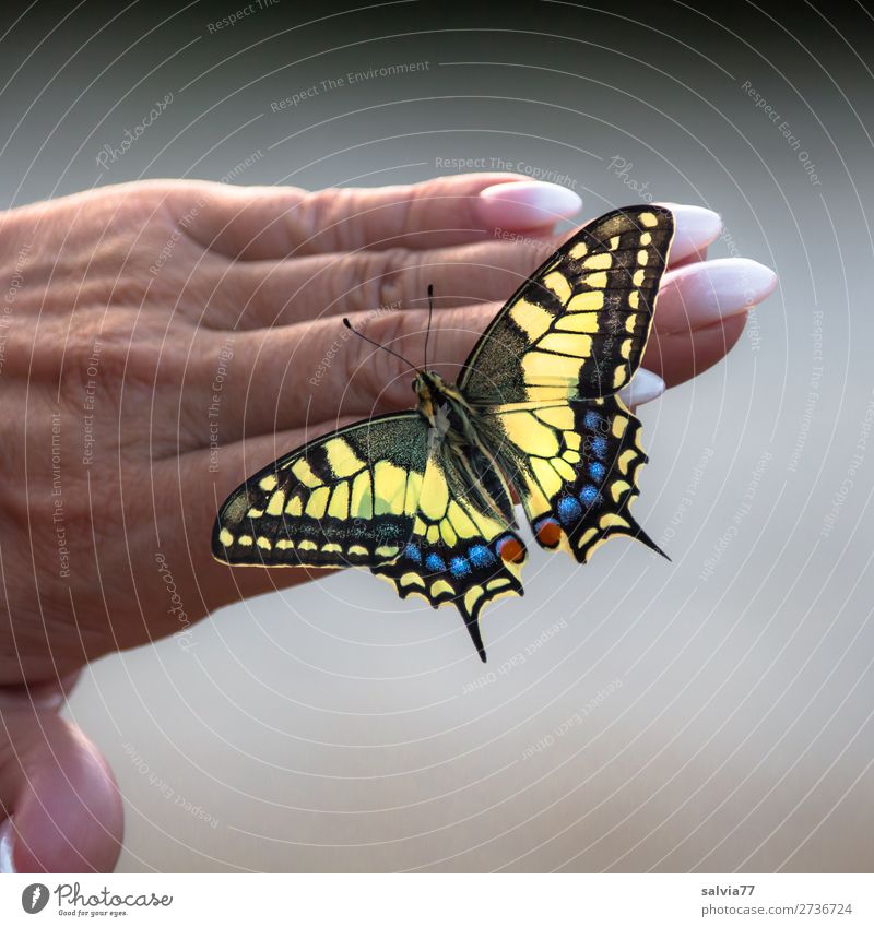 Fingerspitzengefühl | perfekte Maniküre Hand Fingernagel Umwelt Natur Sommer Schmetterling Schwalbenschwanz 1 Tier berühren ästhetisch schön Tierliebe Vertrauen