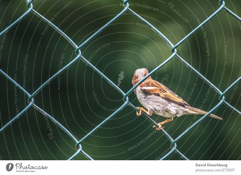 Zaungast Tier Vogel 1 braun grau grün Maschendrahtzaun Quadrat Spatz sitzen festhalten zaungast gefiedert Wegsehen diagonal Farbfoto Außenaufnahme Muster