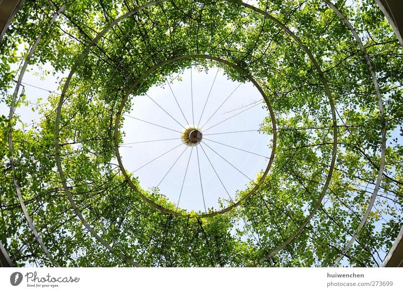 rund und rund und rund und rund Umwelt Natur Pflanze Luft Himmel Sonne Sommer Schönes Wetter Baum Blatt Park atmen beobachten Denken genießen Blick träumen