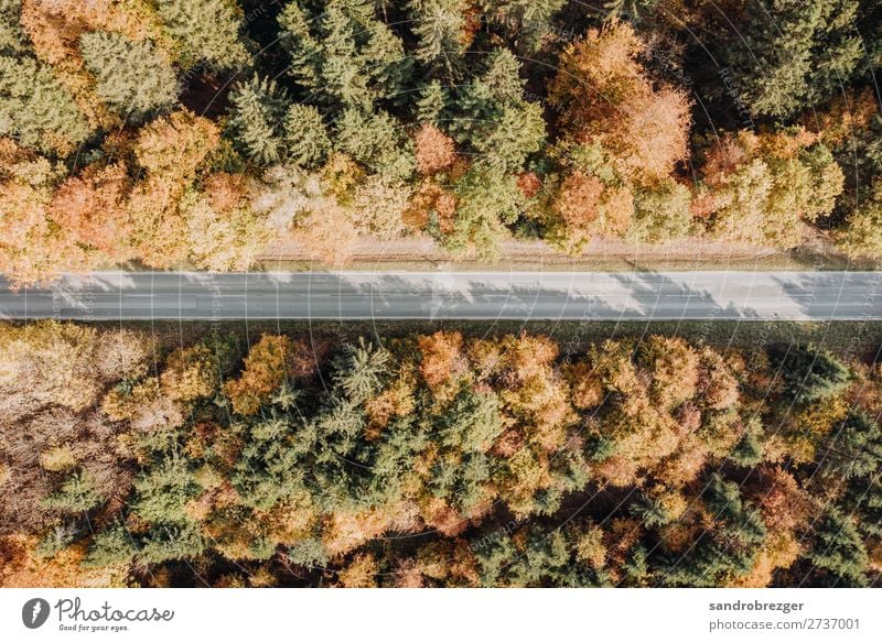 Waldweg im Herbst von oben herbst drohne luftaufnahme bäume baum straße