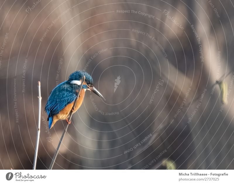 Eisvogel auf einem Zweig Umwelt Natur Tier Sonnenlicht Schönes Wetter Zweige u. Äste Flussufer Wildtier Vogel Tiergesicht Flügel Krallen Eisvögel Schnabel Feder