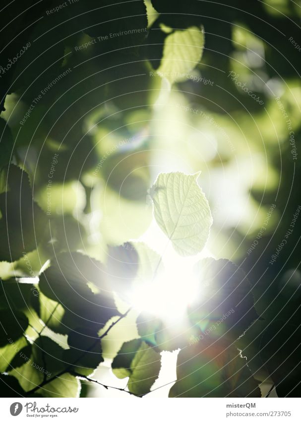 Segen. Kunst Umwelt Natur Landschaft Urelemente ästhetisch Zufriedenheit Blatt Blätterdach blätternd grün Grünpflanze Waldlichtung Licht Lichtspiel Lichtschein